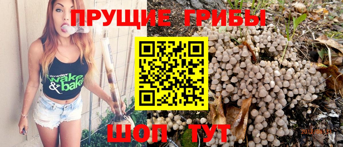 Кимовск  Галлюциногенные грибы Psilocybine cubensis  Вход с VPN 